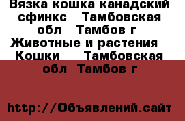 Вязка кошка канадский сфинкс - Тамбовская обл., Тамбов г. Животные и растения » Кошки   . Тамбовская обл.,Тамбов г.